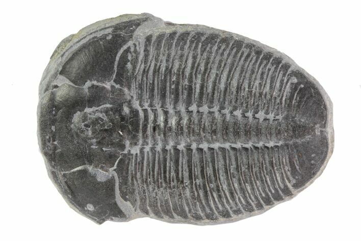 Large Elrathia Trilobite - Utah #78966